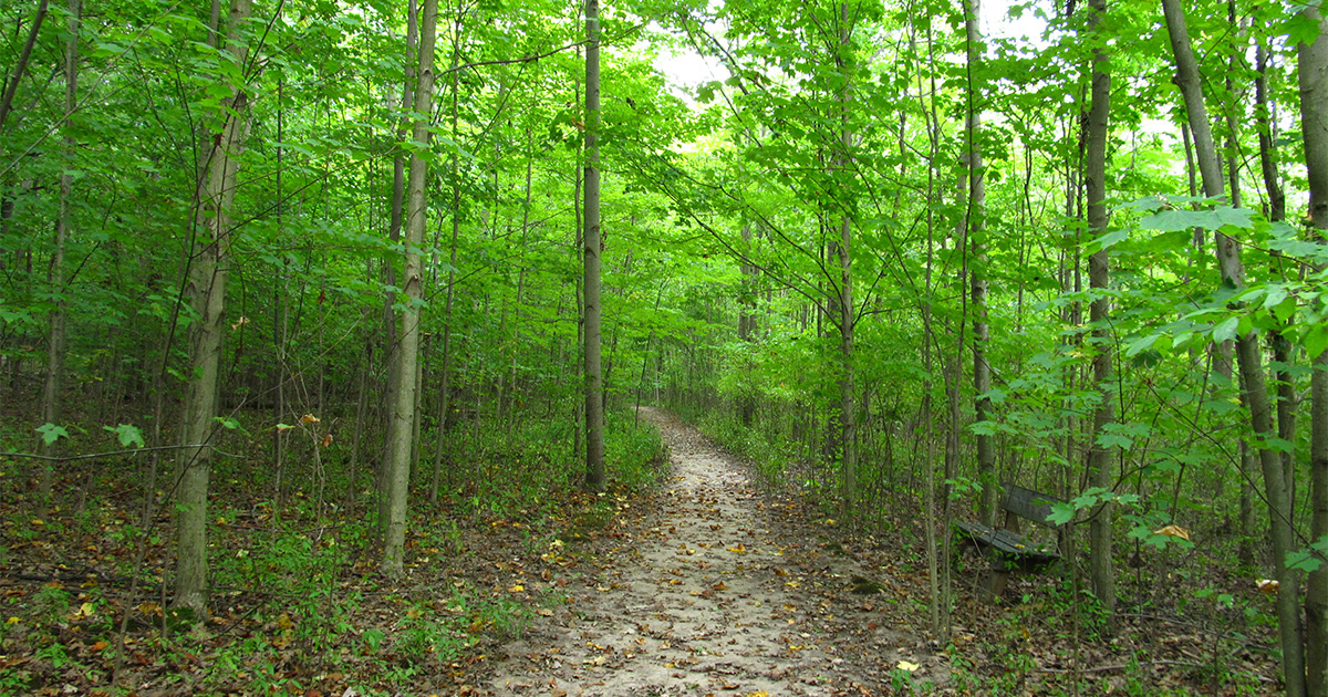 Sacred Grove 1200x630 Sacred Grove